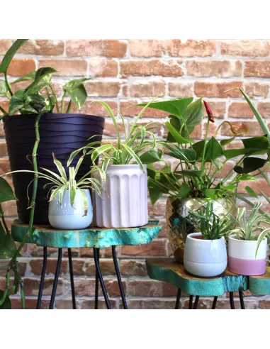 Juego 3 maceteros madera con plantas
