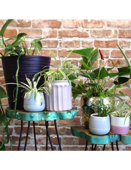 Juego 3 maceteros madera con plantas