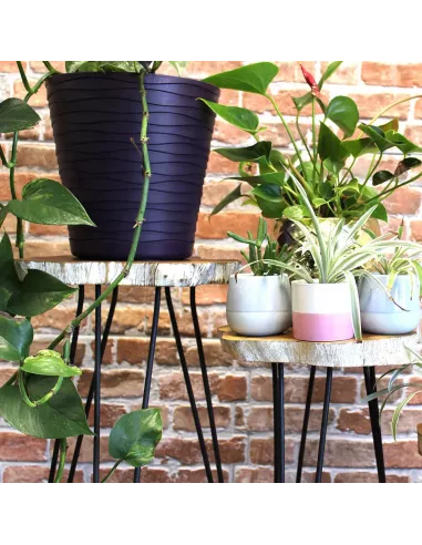 Maceteros con plantas distintos tamaños