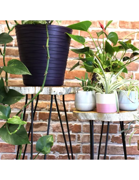 Maceteros con plantas distintos tamaños