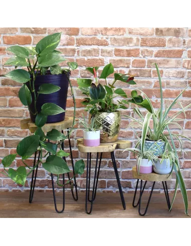 Maceteros de madera con distintas plantas