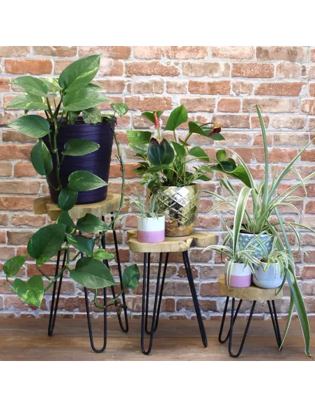 Maceteros de madera con distintas plantas