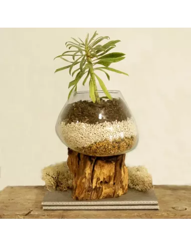 Vidrio Fundido sobre Madera | Tazón Grande Artesanal y Decorativo