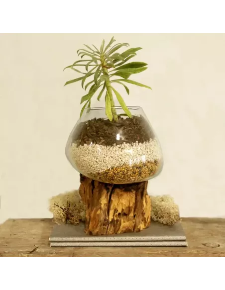 Vidrio Fundido sobre Madera | Tazón Grande Artesanal y Decorativo